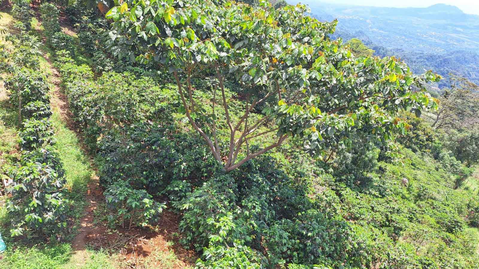 Cup Of Excellence Coffee For Sale: Honduras Geisha - Ranked #10 Best