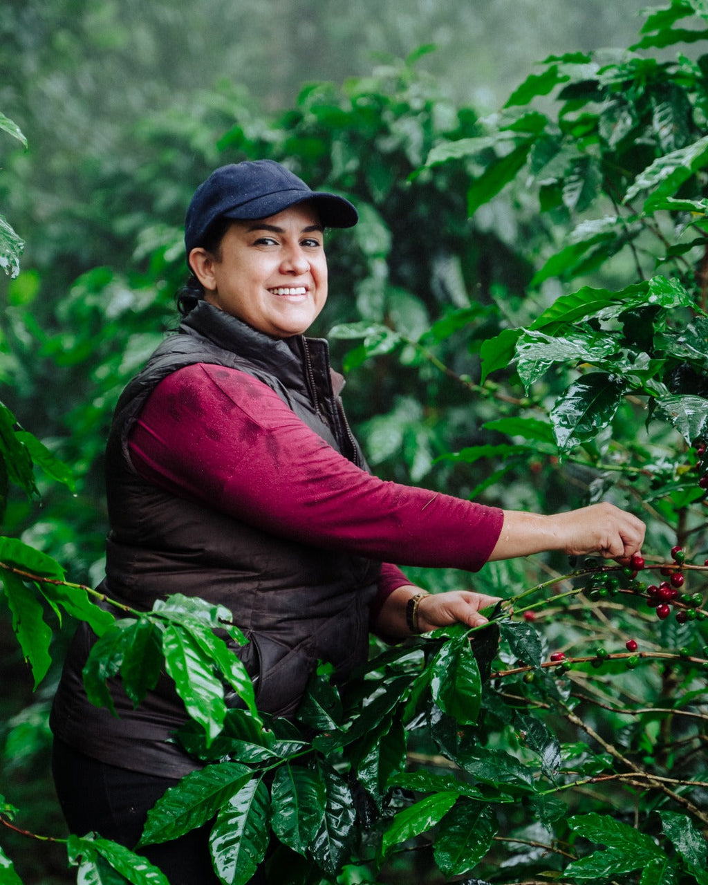 Honduran Parainema Coffee